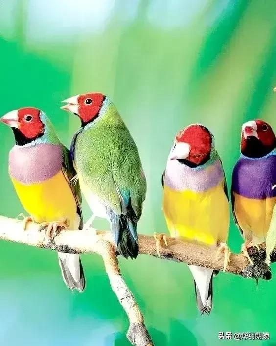 世界上最漂亮的六种鸟图文（世界上极品漂亮的六种鸟）(6)